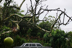 FRUIT TREE COSTA RICA. MERCEDES LIMOUSINE W123 SERVICE